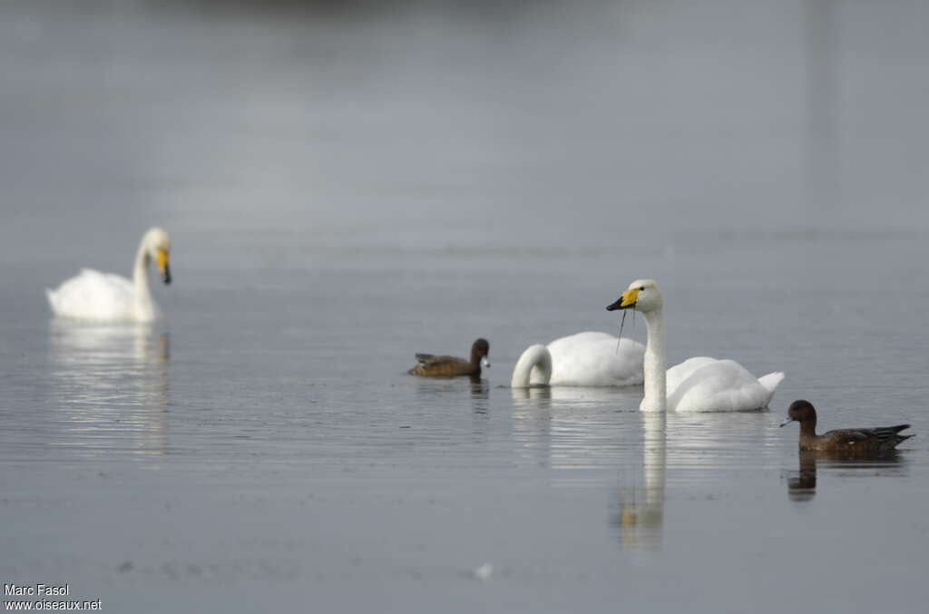 Whooper Swanadult breeding, feeding habits, eats, Behaviour