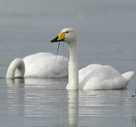 Cygne chanteur