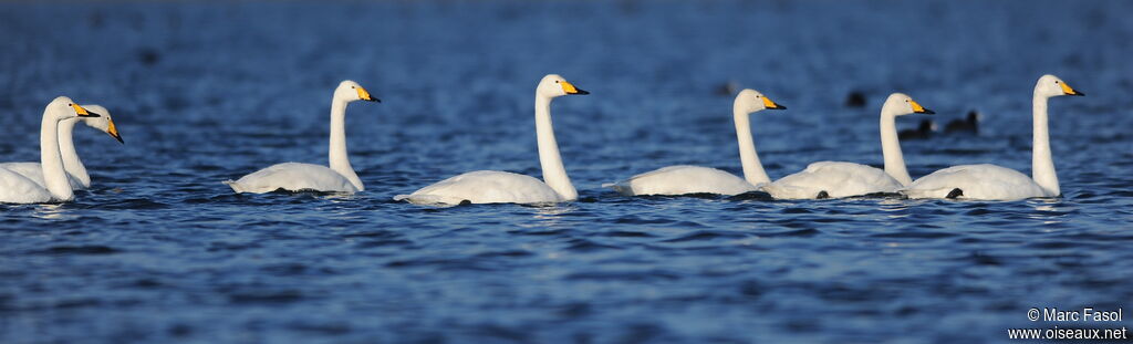 Cygne chanteuradulte internuptial, Comportement