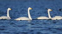 Cygne chanteur