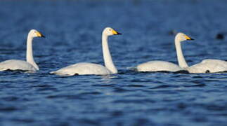 Whooper Swan