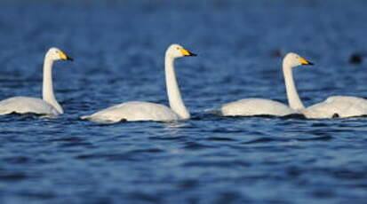 Cygne chanteur