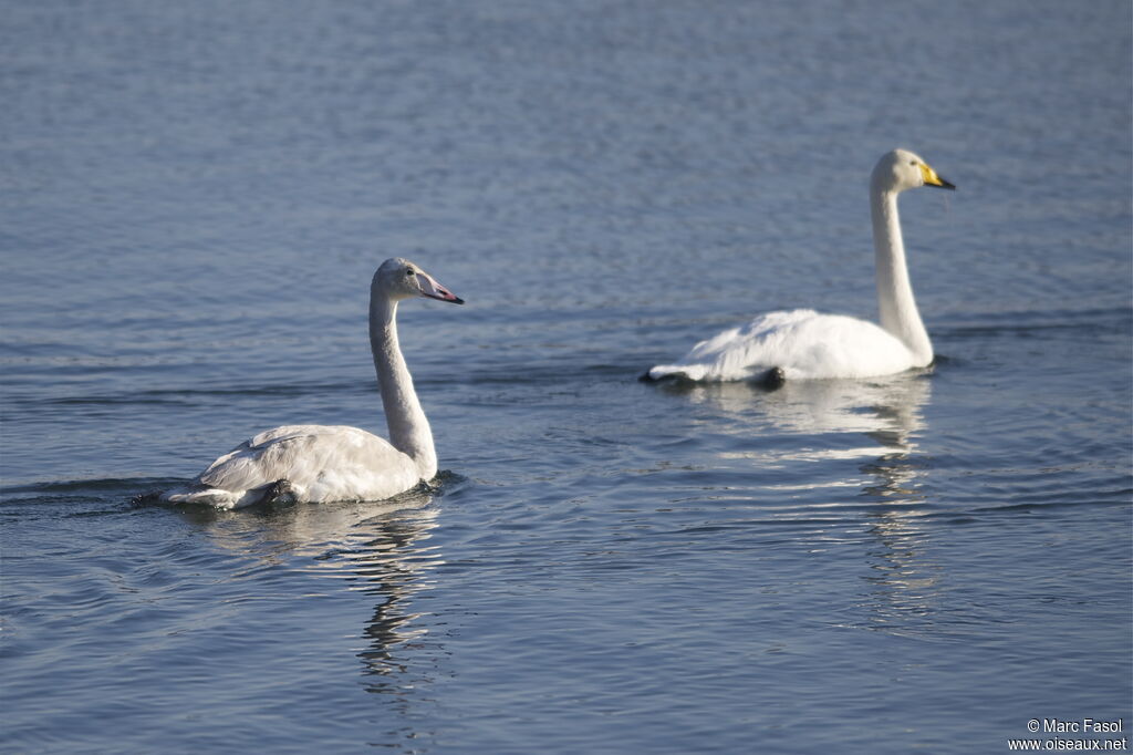 Cygne chanteurimmature, identification