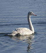 Whooper Swan