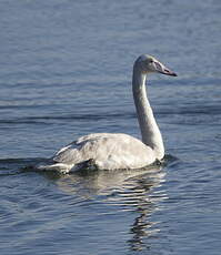 Cygne chanteur