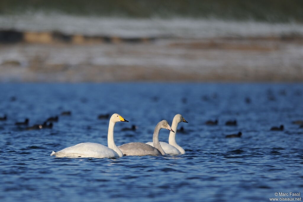 Cygne chanteur , identification