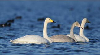 Cygne chanteur