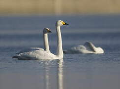 Whooper Swan