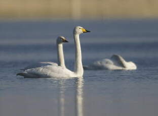 Cygne chanteur