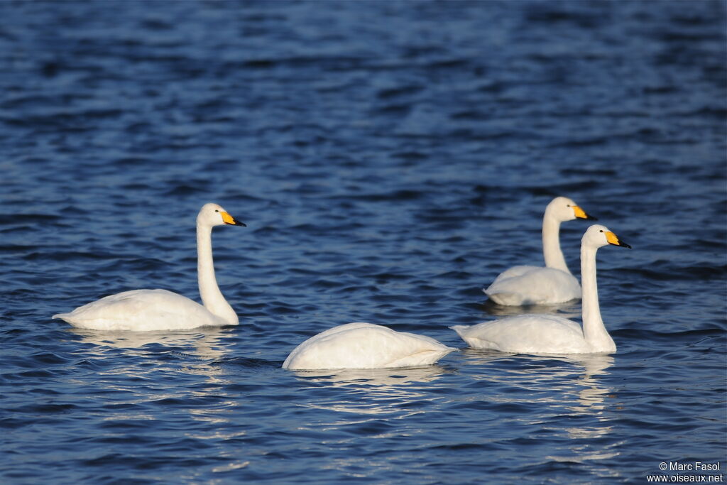 Cygne chanteuradulte internuptial, identification, régime, Comportement