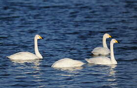 Whooper Swan