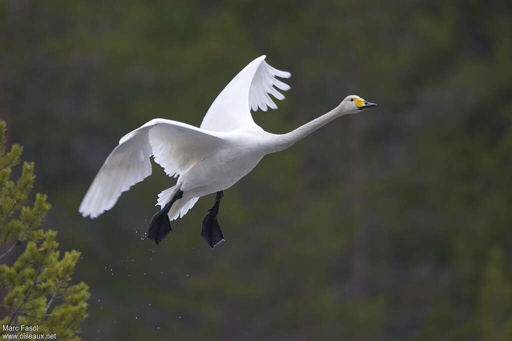 Cygne chanteuradulte nuptial, Vol