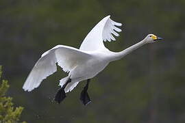 Whooper Swan