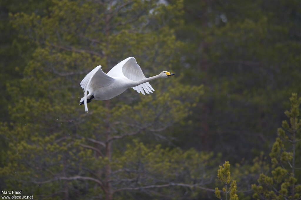 Whooper Swanadult breeding, Flight