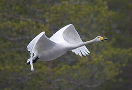 Whooper Swan