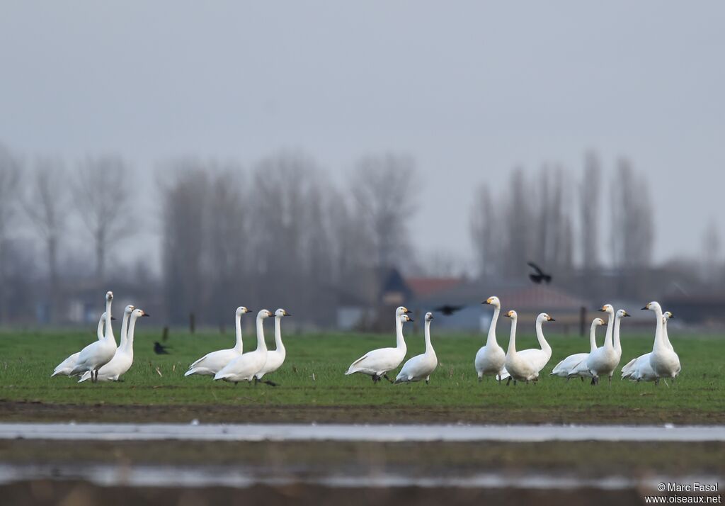 Cygne de Bewickadulte internuptial, identification, régime, Comportement