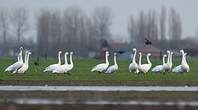 Cygne de Bewick