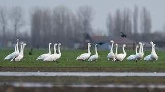 Tundra Swan