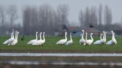 Cygne de Bewick