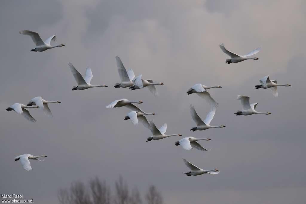 Tundra Swanadult post breeding, Flight