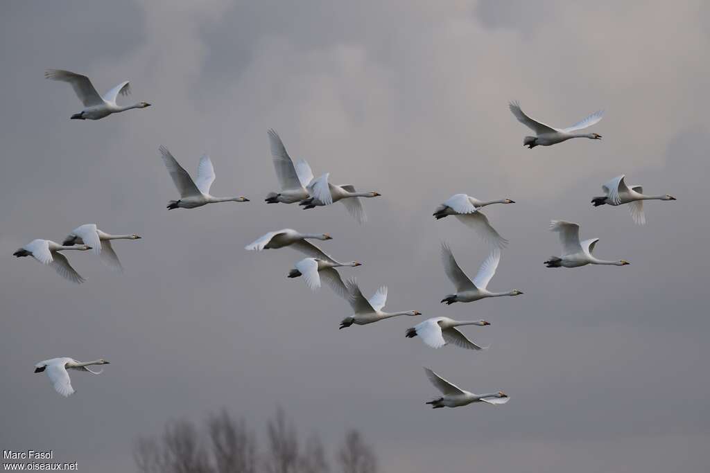 Cygne de Bewickadulte internuptial, Vol