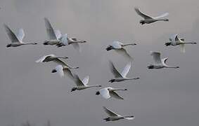 Cygne de Bewick