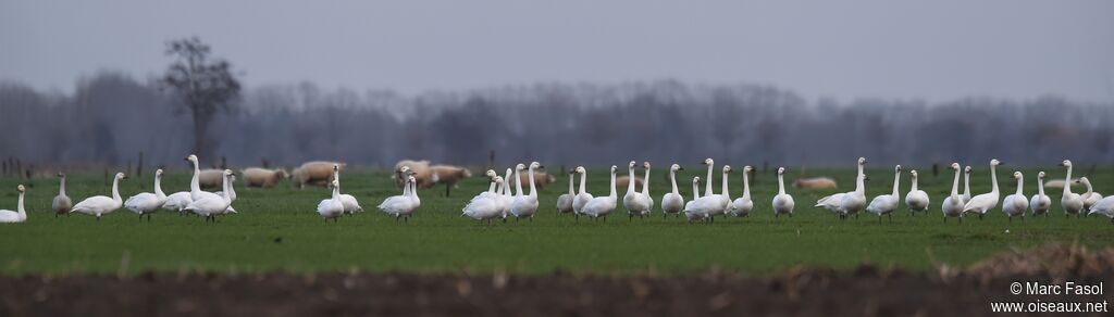 Tundra Swan, identification, Behaviour