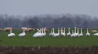 Tundra Swan