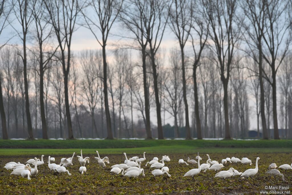 Tundra Swan, identification, feeding habits, Behaviour