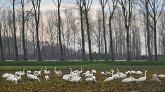 Cygne de Bewick