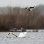 Mute Swan