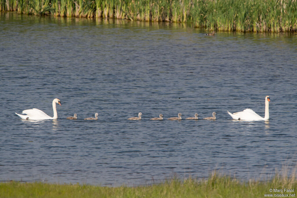 Cygne tuberculé, identification, nage