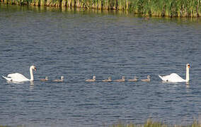 Cygne tuberculé