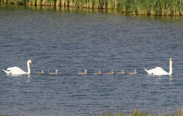 Cygne tuberculé