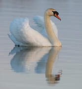 Cygne tuberculé