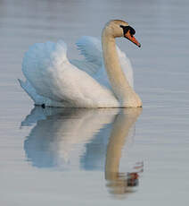 Cygne tuberculé