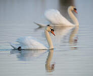 Cygne tuberculé