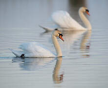 Cygne tuberculé