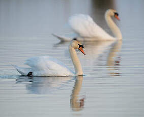 Cygne tuberculé