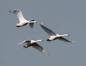 Cygne tuberculé