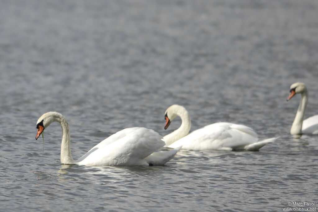 Cygne tuberculé , identification