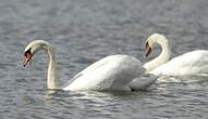 Cygne tuberculé