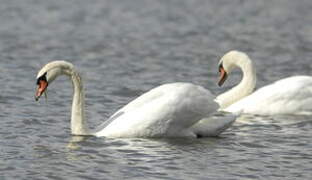 Mute Swan