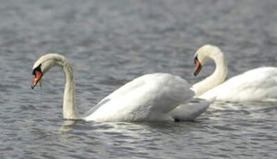 Cygne tuberculé