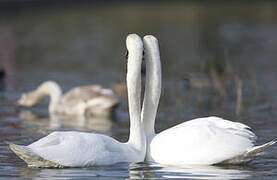 Mute Swan