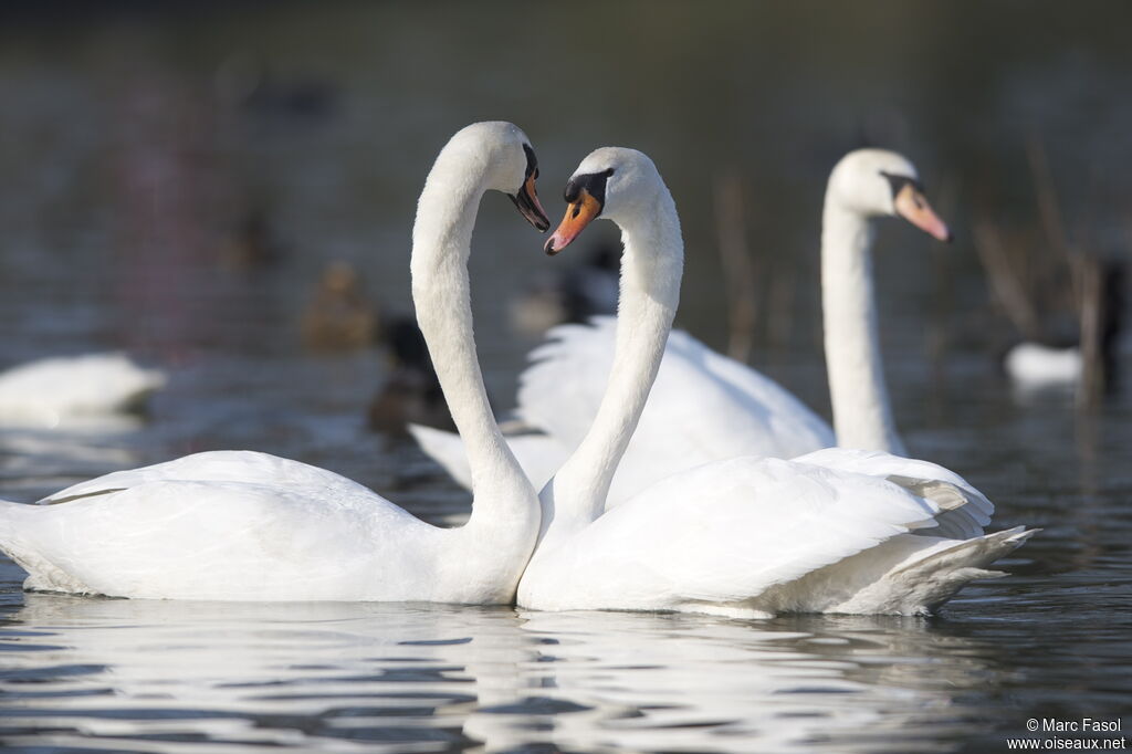 Cygne tuberculé adulte nuptial, Comportement