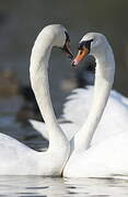 Mute Swan