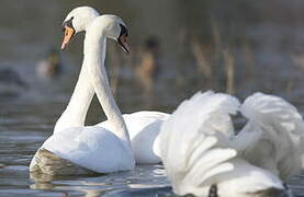 Mute Swan