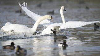 Cygne tuberculé