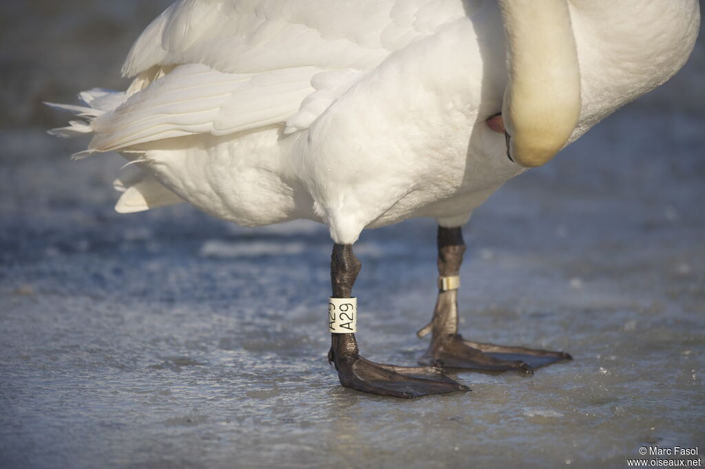 Cygne tuberculéadulte, identification, Comportement